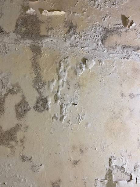 Fleming Island, FL Mold Remediation Company
