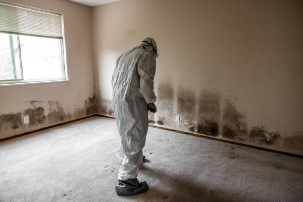 Best Industrial Mold Remediation in Eming Island, FL